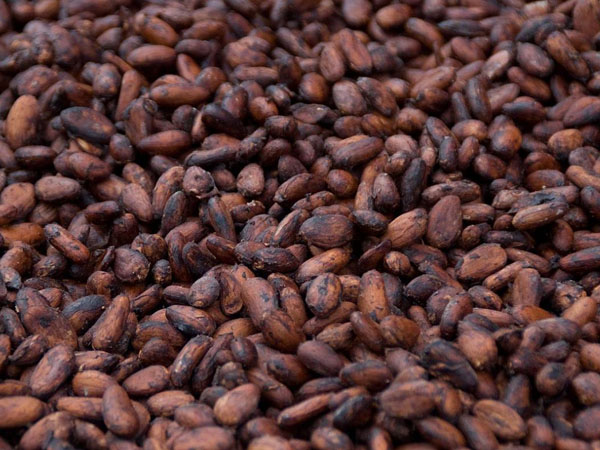 temperature-monitoring-during-cacao-fermentation.jpg