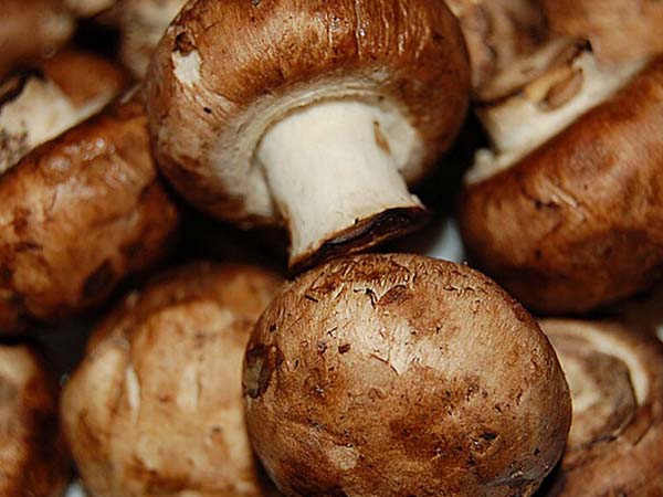 mushrooms-temperature-and-humidity-monitoring-solution1.jpg